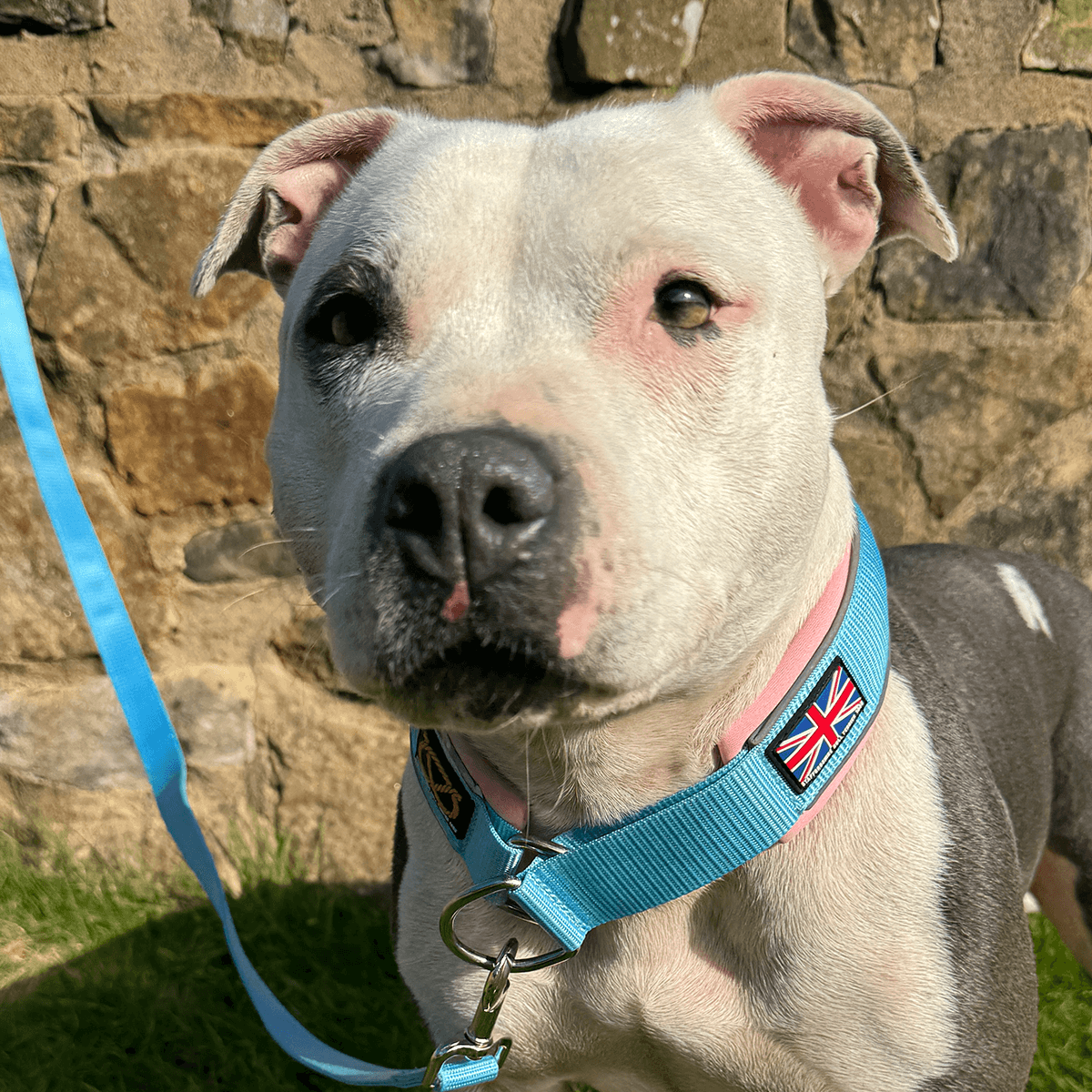 Staffordshire Bull Terrier 1935® Martingale Collar - Izy's Bubble Gum Edition - Baby Blue & Baby Pink