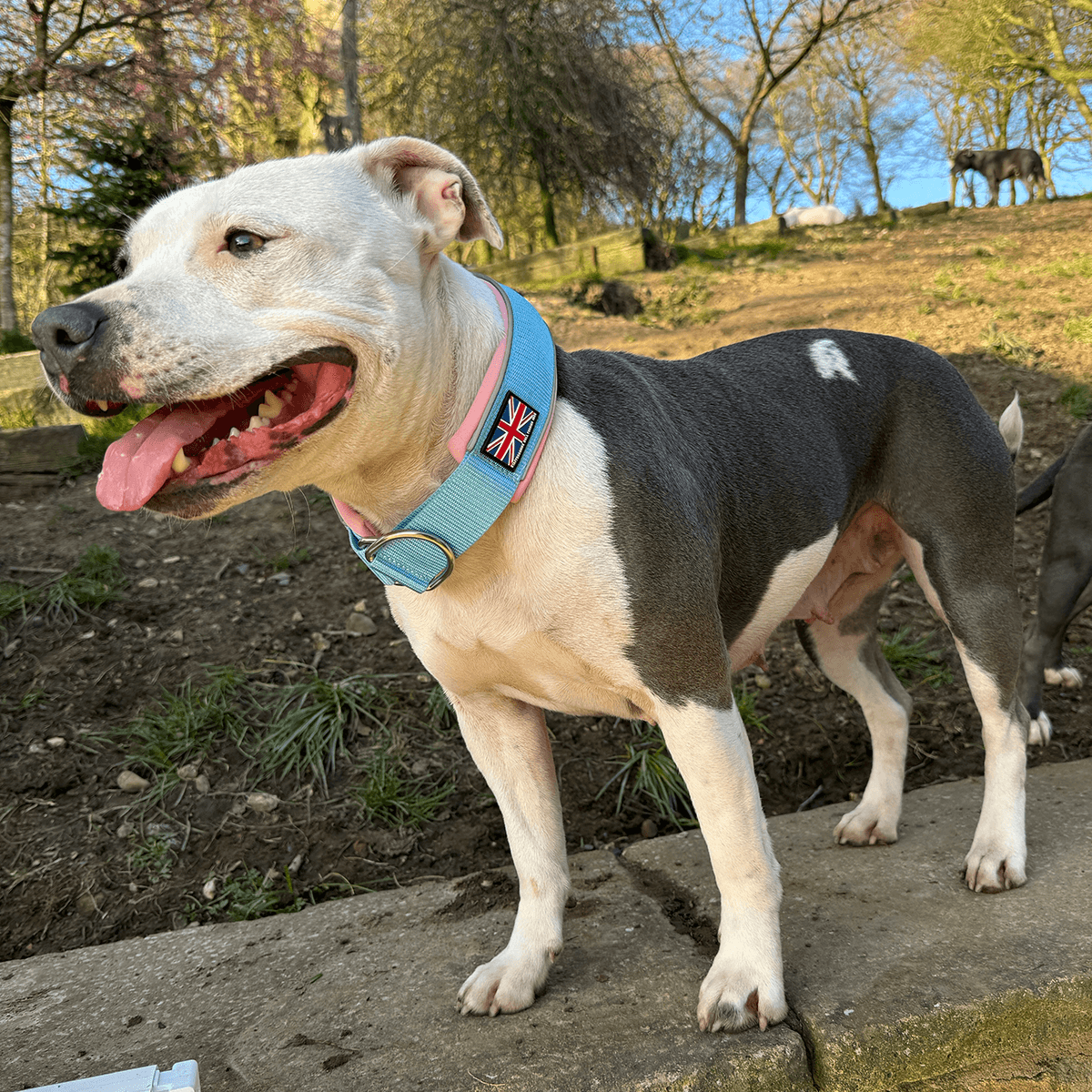 Staffordshire Bull Terrier 1935® Martingale Collar - Izy's Bubble Gum Edition - Baby Blue & Baby Pink