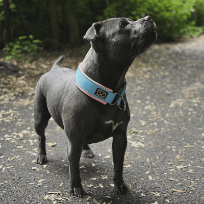 Staffordshire Bull Terrier 1935® Martingale Collar - Izy's Bubble Gum Edition - Baby Blue & Baby Pink