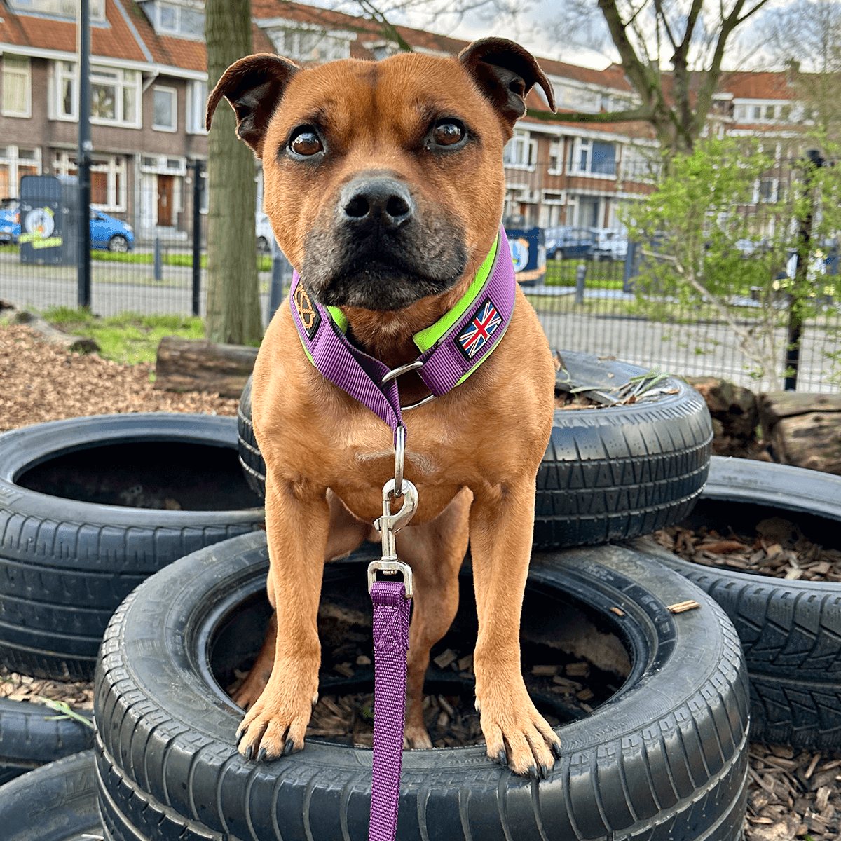 Staffordshire Bull Terrier 1935® Martingale Collar - The Joker Edition - Purple & Neon Green