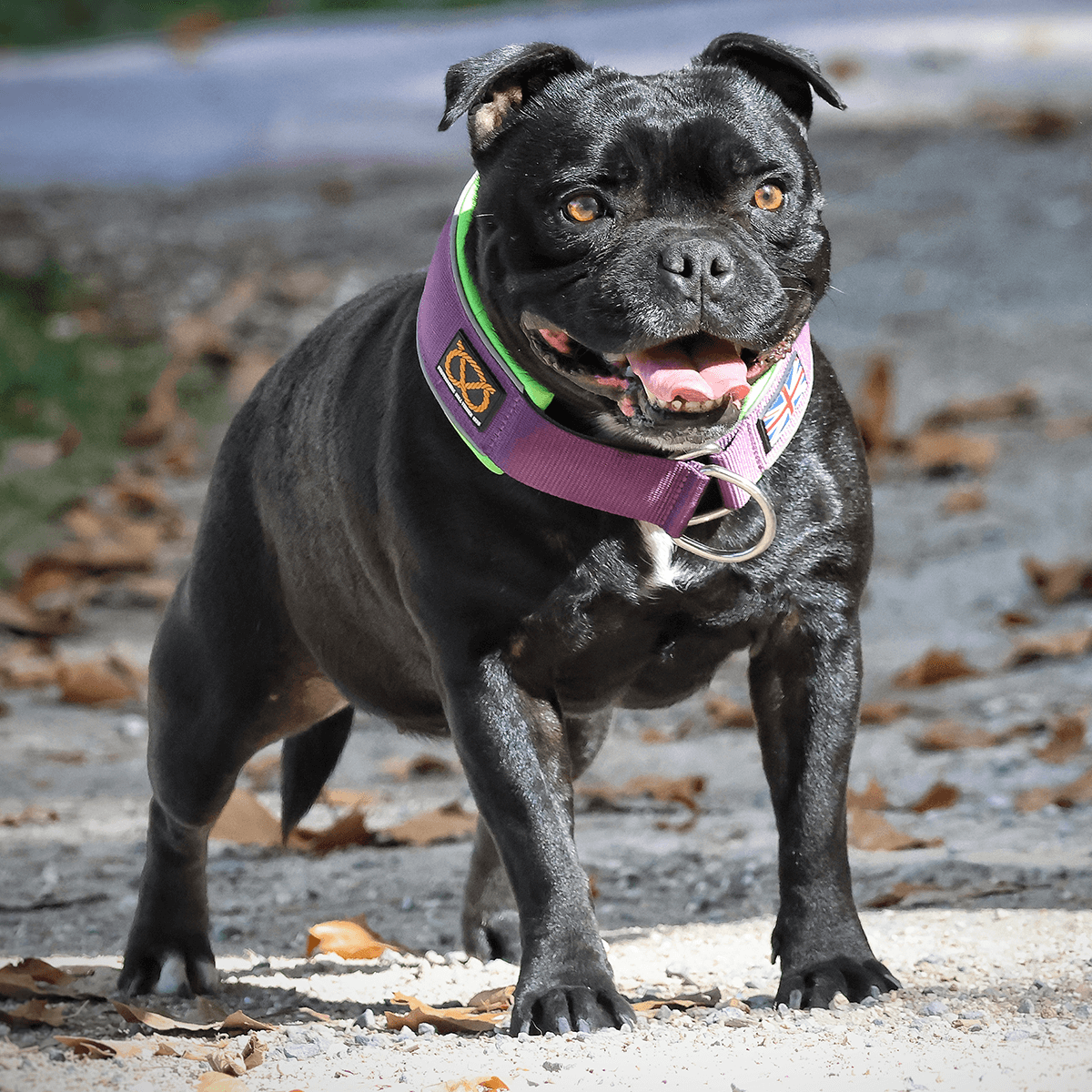 Staffordshire Bull Terrier 1935® Martingale Collar - The Joker Edition - Purple & Neon Green