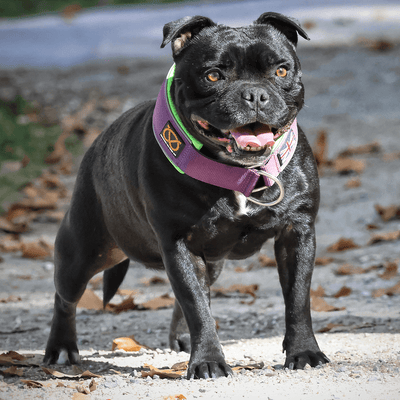 Staffordshire Bull Terrier 1935® Collier Martingale - Édition Joker - Violet et Vert Fluo