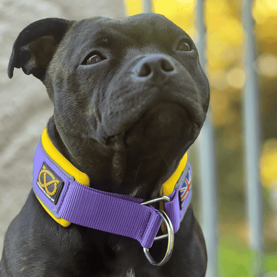 Purple & Yellow on a black staffy close-up Staffordshire Bull Terrier 1935® Martingale Collar - LA Edition 