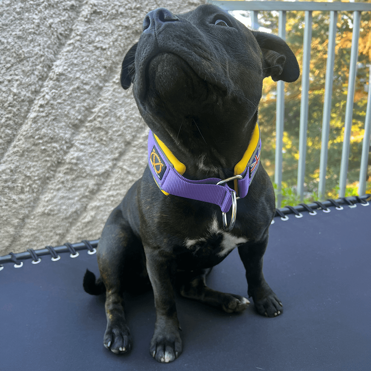 Staffy looking cute with the Staffordshire Bull Terrier 1935® Martingale Collar - LA Edition