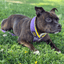 Staffordshire Bull Terrier 1935® Martingale Collar - LA Edition Purple & Yellow on a black staffy laying on grass