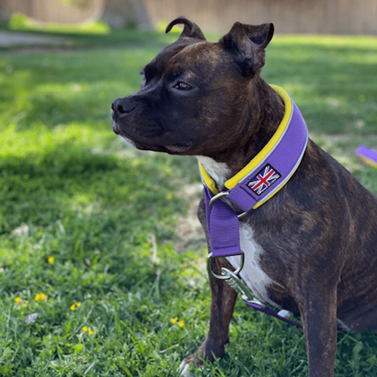 Purple & Yellow on a black staffy sitting on grass side view Staffordshire Bull Terrier 1935® Martingale Collar - LA Edition