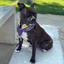 Purple & Yellow on a black staffy sitting Staffordshire Bull Terrier 1935® Martingale Collar - LA Edition