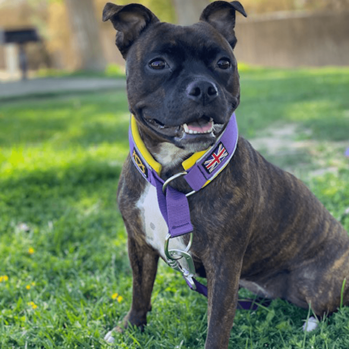 Purple & Yellow on a black staffy sitting on grass Staffordshire Bull Terrier 1935® Martingale Collar - LA Edition