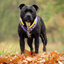 Staffordshire Bull Terrier 1935® Martingale Collar - LA Edition - Purple & Yellow on a black staffy