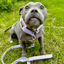 Staffordshire Bull Terrier 1935® Martingale Collar Half Choke