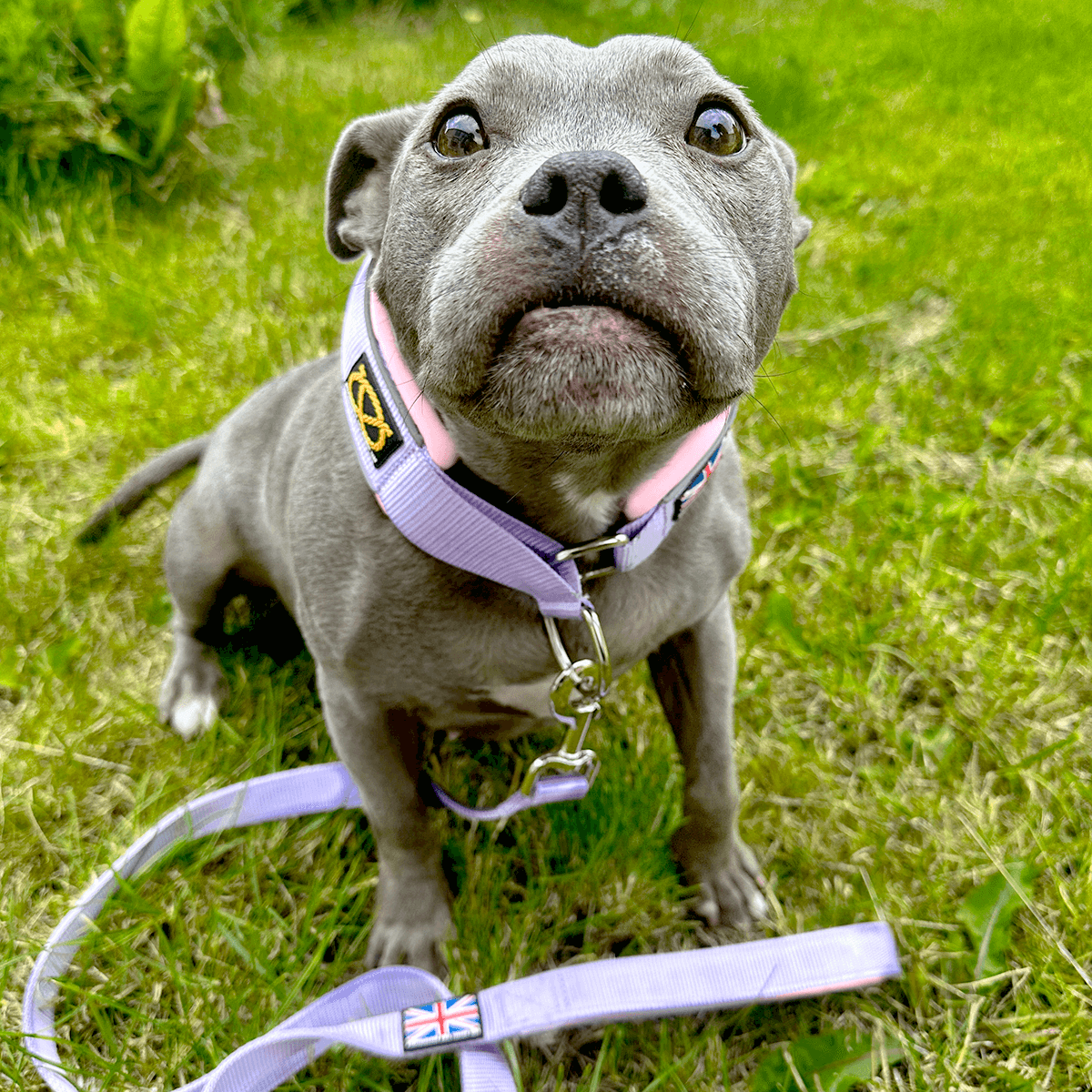 Staffordshire Bull Terrier 1935® Martingale Collar Half Choke