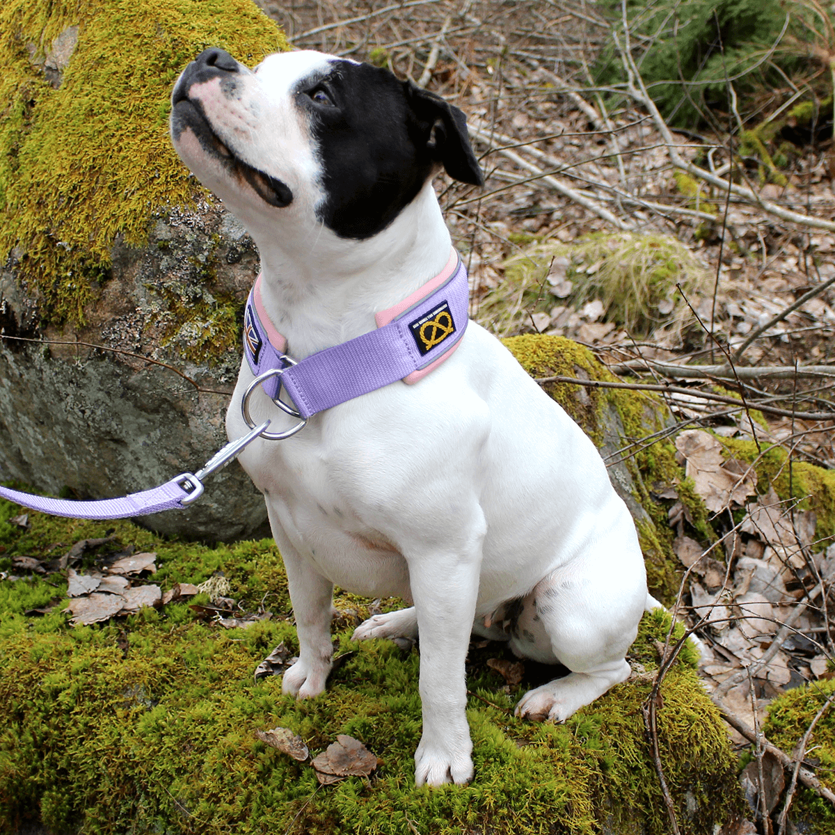 Staffordshire Bull Terrier 1935® Martingale Collar Half Choke