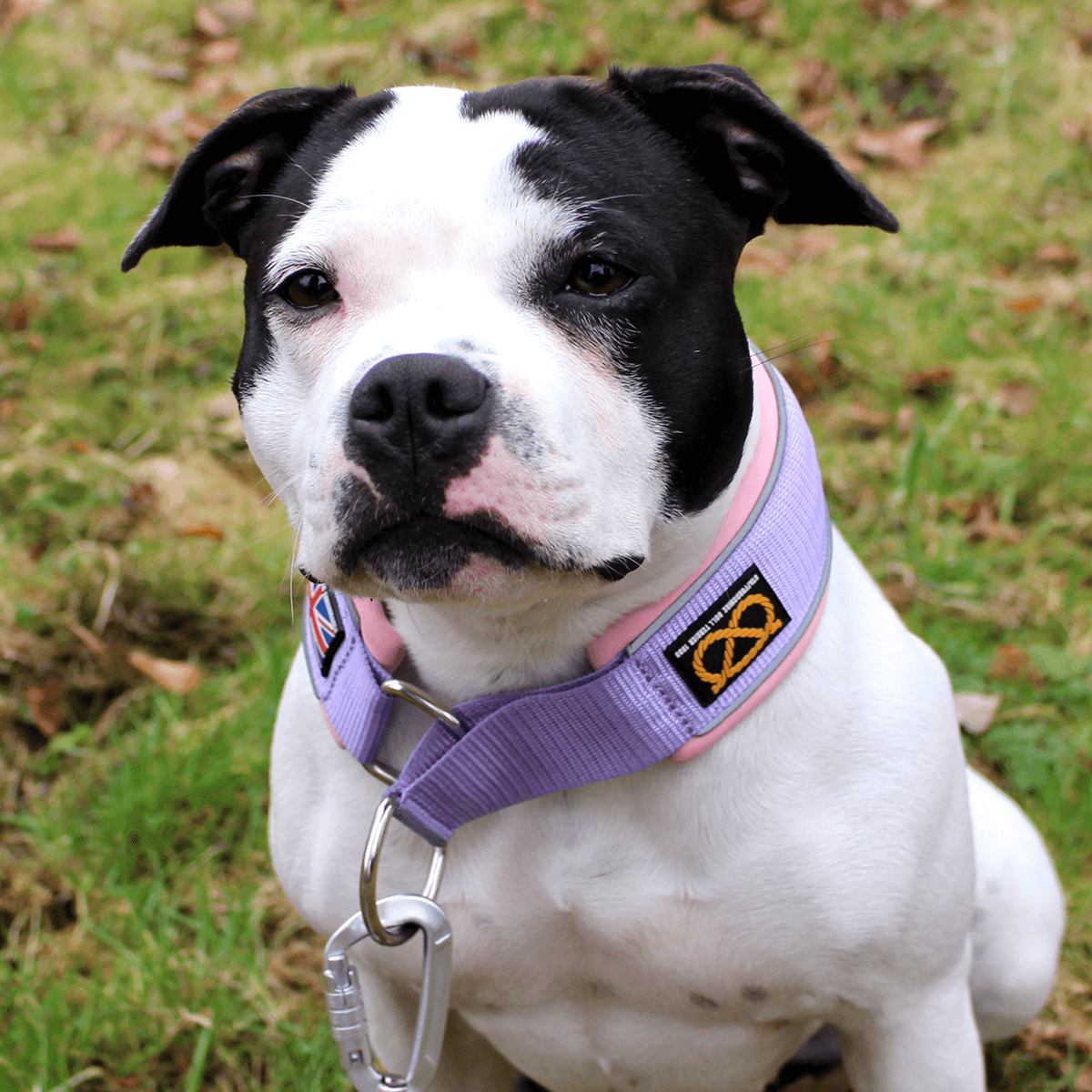 Staffordshire Bull Terrier 1935® Martingale Collar Half Choke