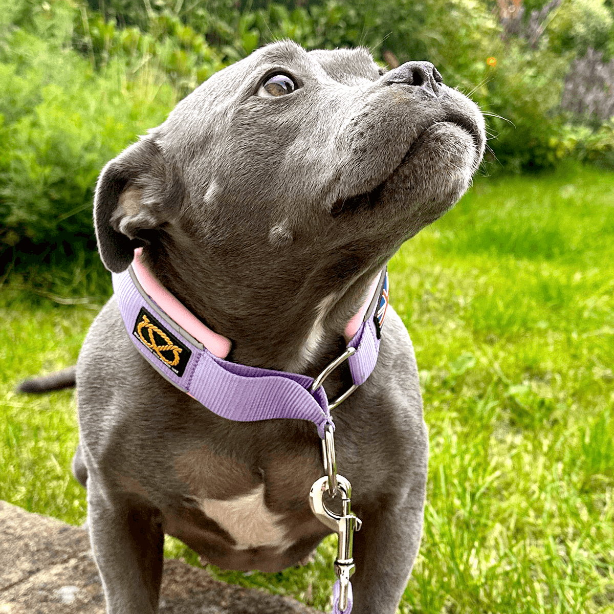 Staffordshire Bull Terrier 1935® Martingale Collar Half Choke