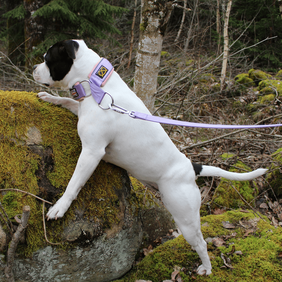 Staffordshire Bull Terrier 1935® Nylon Leash - Little Blue Edition - Baby Lilac & Baby Pink - Carabiner