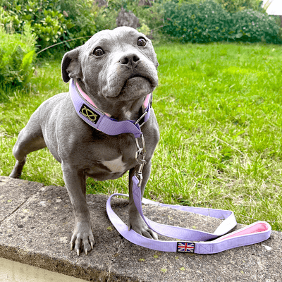 Staffordshire Bull Terrier 1935® Martingale Collar Half Choke