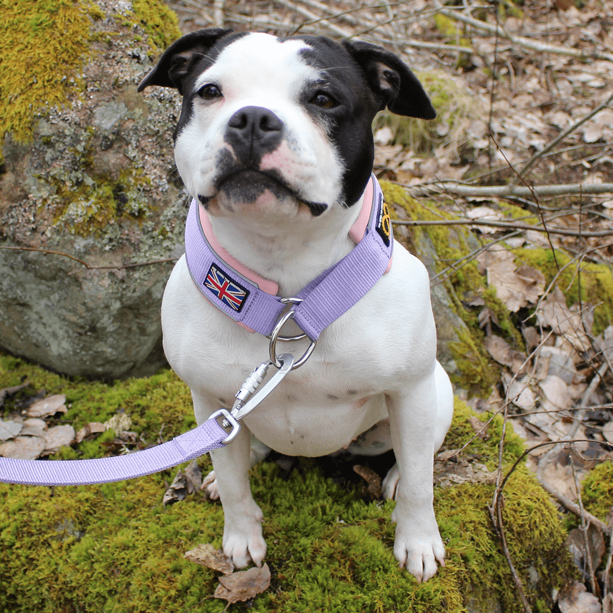 Staffordshire Bull Terrier 1935® Martingale Collar Half Choke