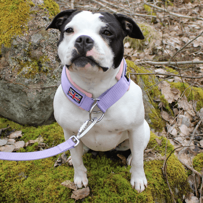 Staffordshire Bull Terrier 1935® Nylonkoppel - Little Blue Edition - Babylila & Babyrosa - Karbinhake