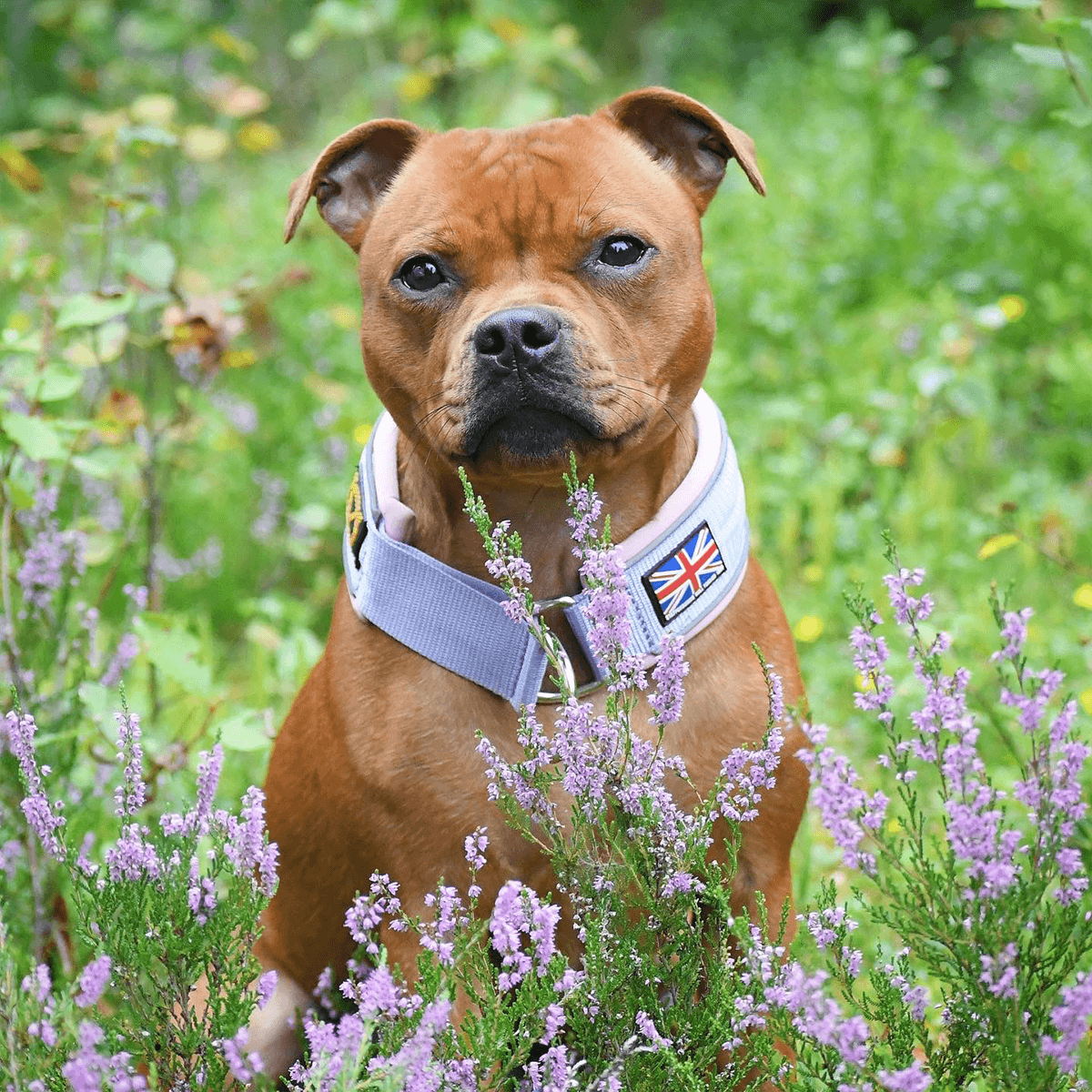 Staffordshire Bull Terrier 1935® Martingale Collar Half Choke