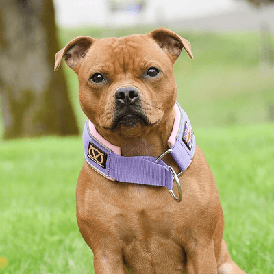 Staffordshire Bull Terrier 1935® Martingale Collar Half Choke