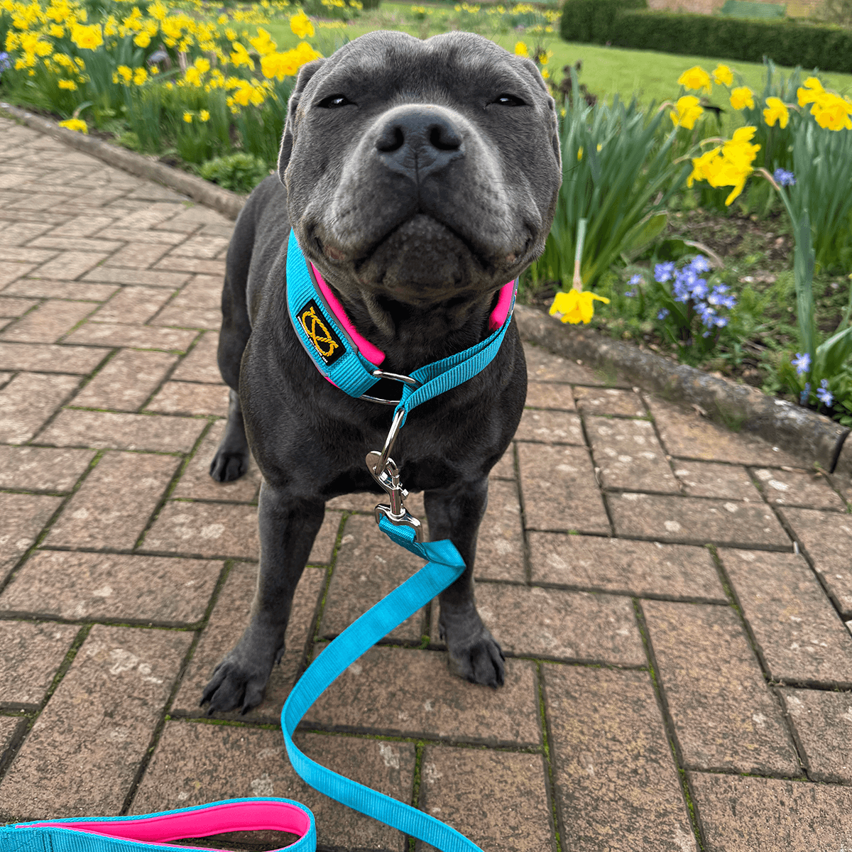 Martingale Half Choke Collar Staffordshire Bull Terrier 1935®