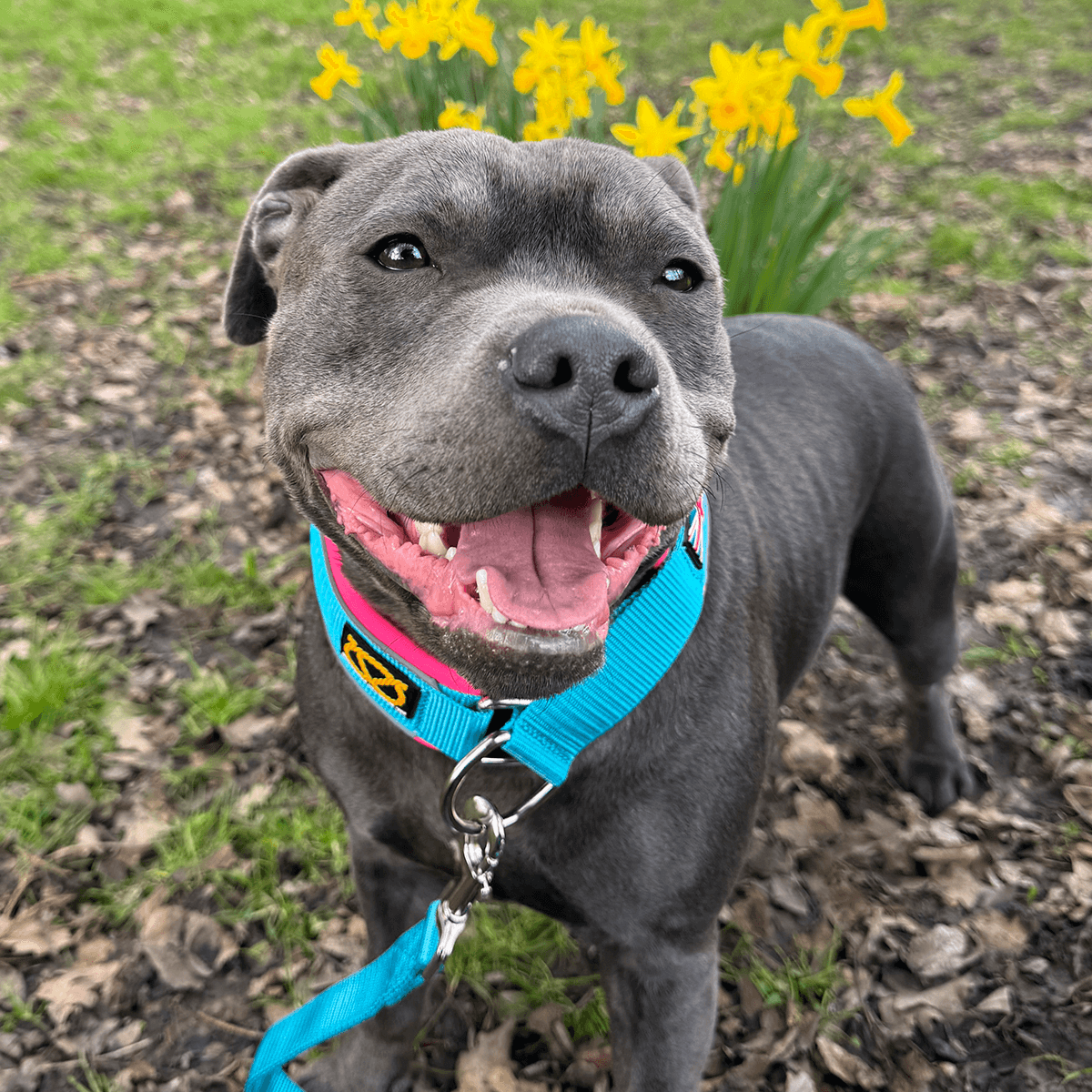 Martingale Half Choke Collar Staffordshire Bull Terrier 1935®