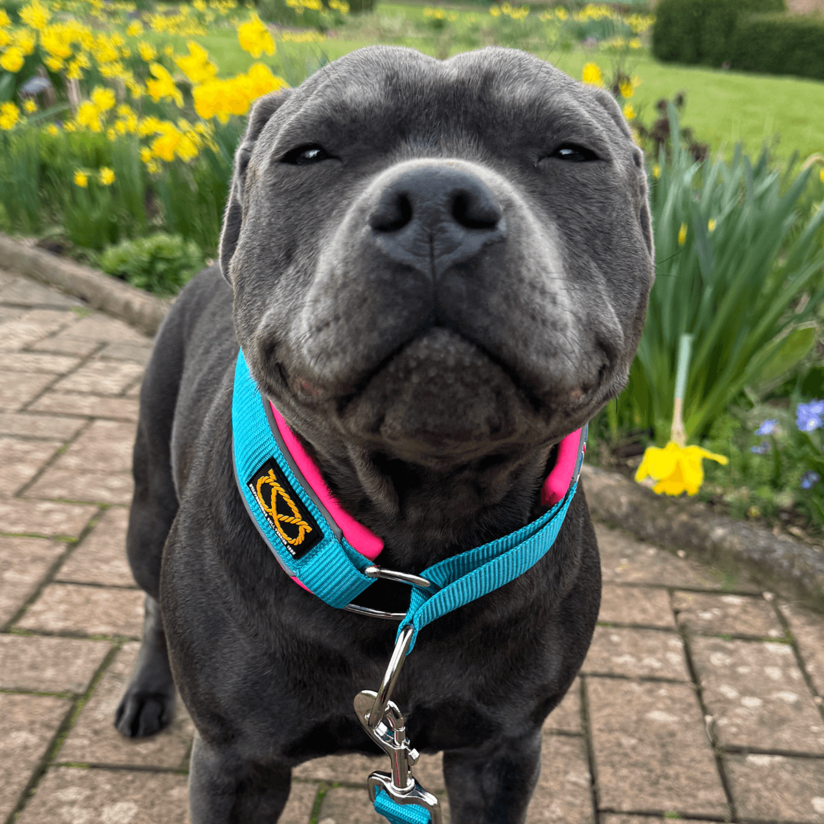 Martingale Half Choke Collar Staffordshire Bull Terrier 1935®