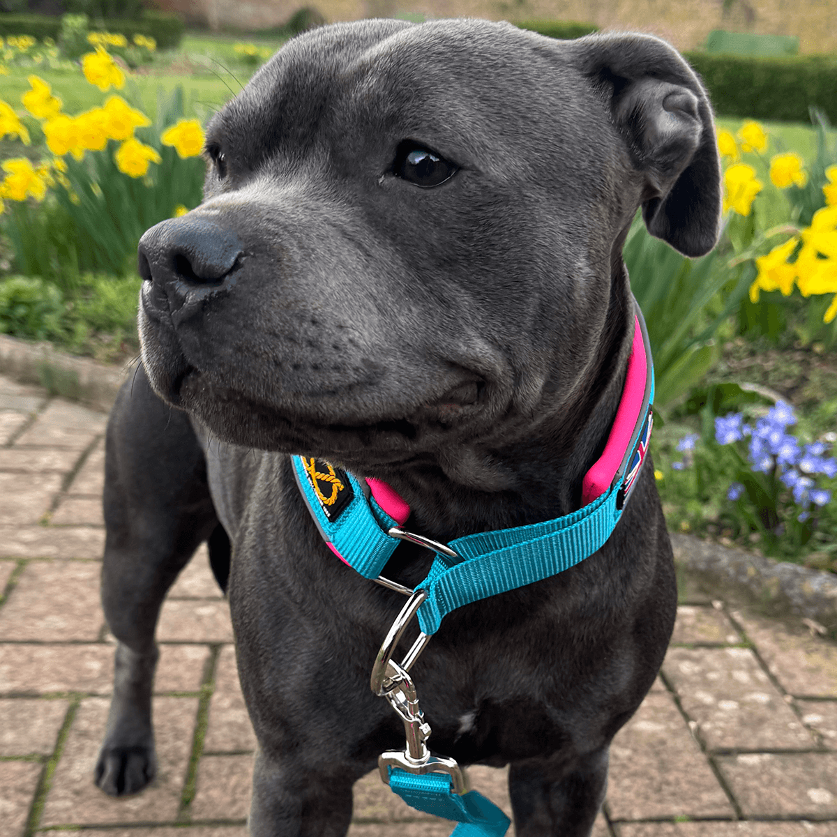 Martingale Half Choke Collar Staffordshire Bull Terrier 1935®