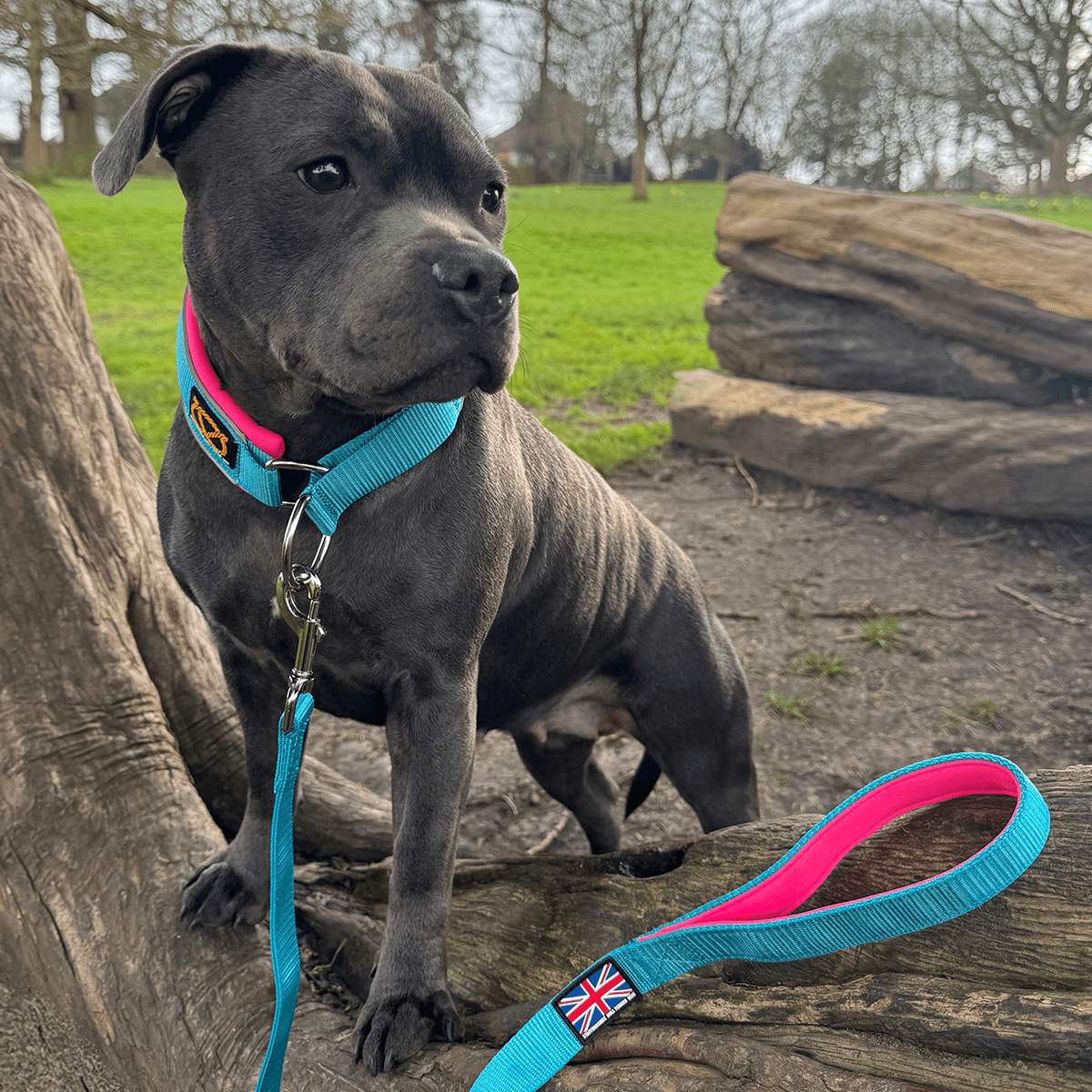 Martingale Half Choke Collar Staffordshire Bull Terrier 1935®