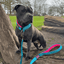 Staffordshire Bull Terrier 1935® Nylon Leash - Harley's Miami Edition - Aqua & Neon Pink - Normal