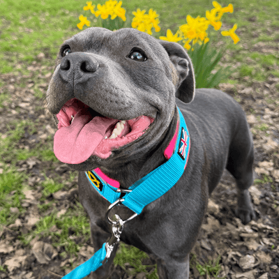 Martingale Half Choke Collar Staffordshire Bull Terrier 1935®