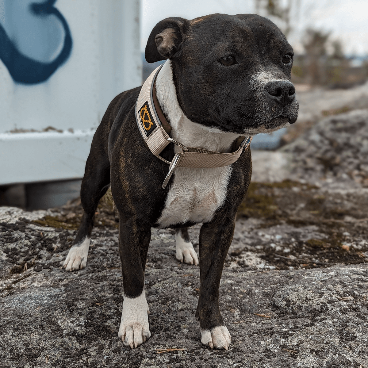 Staffordshire Bull Terrier 1935® Martingale Collar - Tahvo's Milkshake Edition - Beige & Chocolate