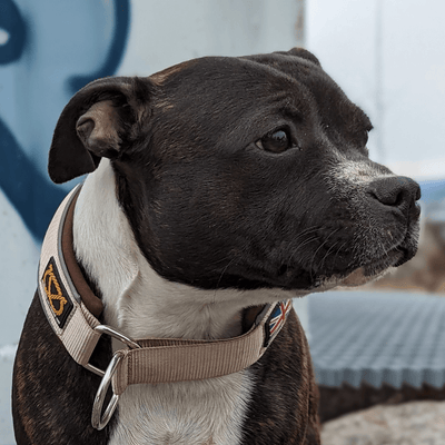 Staffordshire Bull Terrier 1935® Martingale Halsband - Tahvo Edition - Beige & Choklad