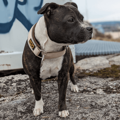 Staffordshire Bull Terrier 1935® Martingale Collar - Tahvo's Milkshake Edition - Beige & Chocolate