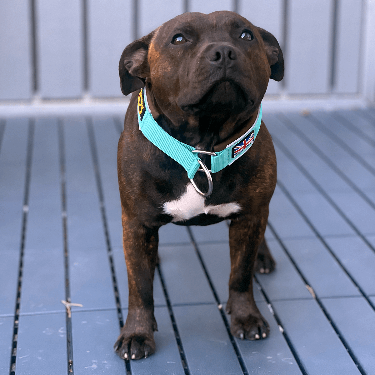 Staffordshire Bull Terrier 1935® Martingale Collar - Bruce Edition - Mint & Chocolate