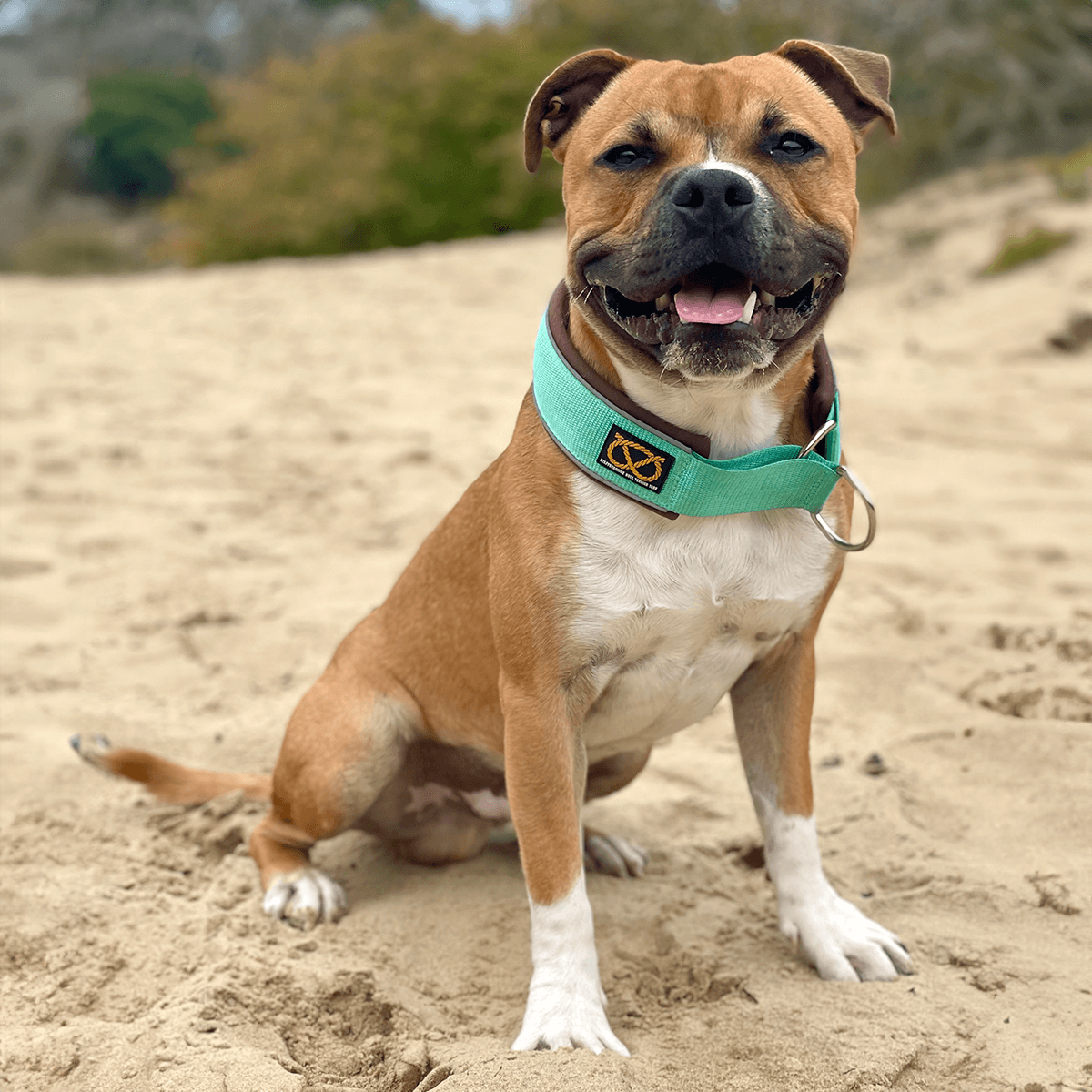 Staffordshire Bull Terrier 1935® Martingale Collar - Bruce Edition - Mint & Chocolate