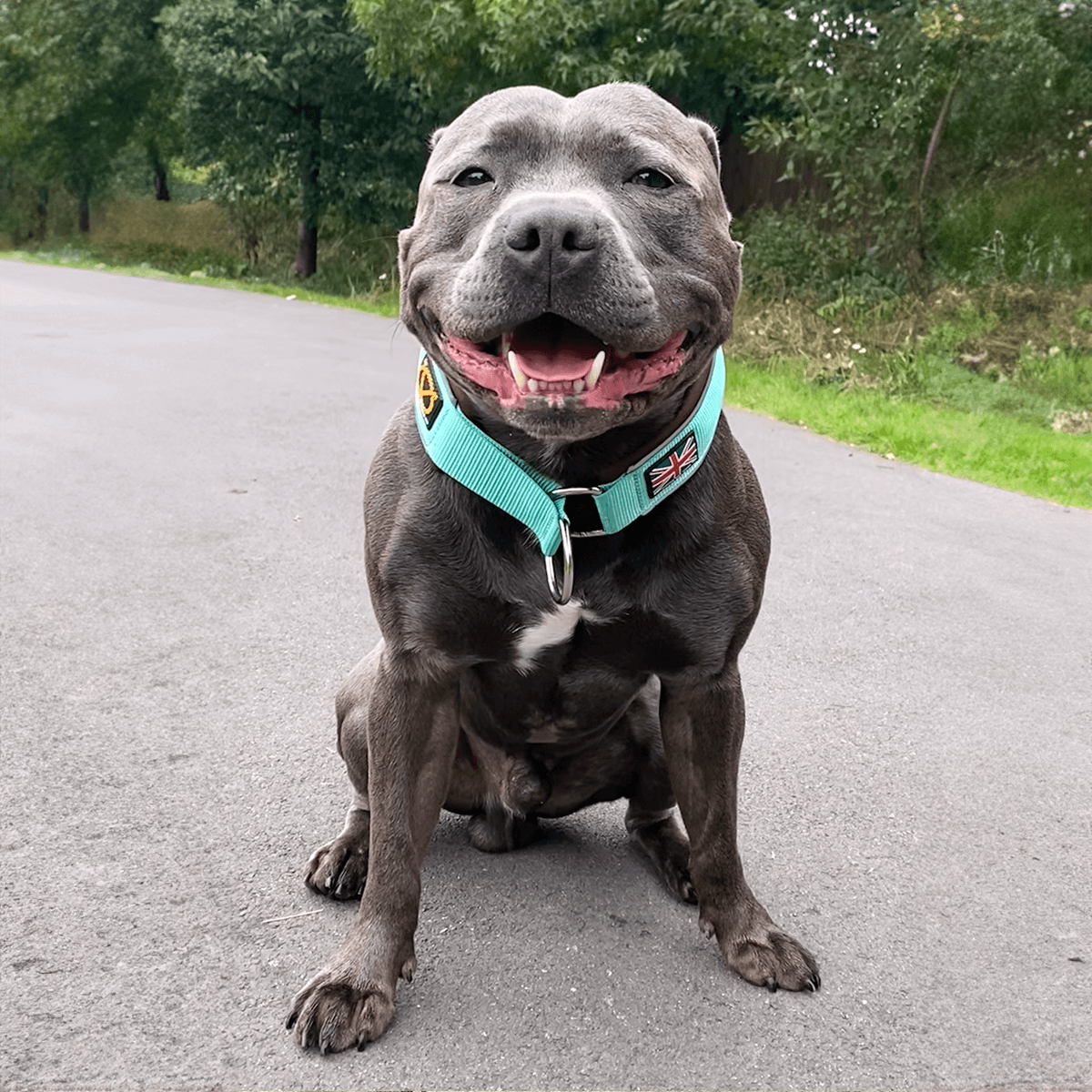 Staffordshire Bull Terrier 1935® Martingale Collar - Mint & Chocolate