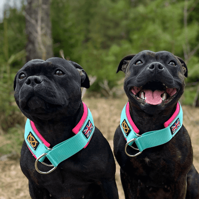 Martingale Half Choke Collar Staffordshire Bull Terrier 1935®