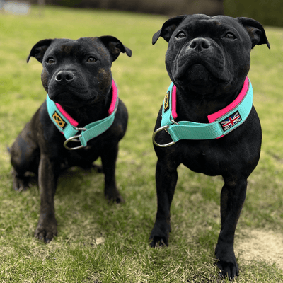 Martingale Half Choke Collar Staffordshire Bull Terrier 1935®