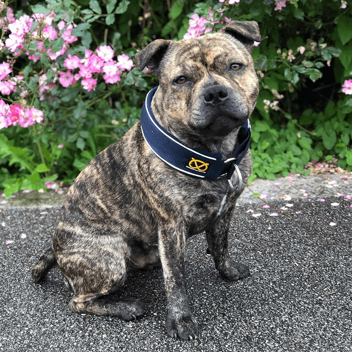 Staffordshire Bull Terrier 1935® Martingale Collar - Navy Blue