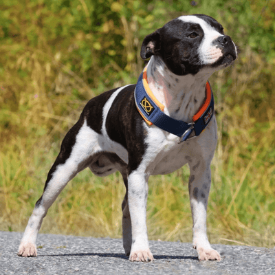 Staffordshire Bull Terrier 1935® Martingale Halsband - Mörkblå & Neonorange