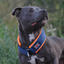 Staffordshire Bull Terrier 1935® Martingale Collar - Navy Blue & Neon Orange