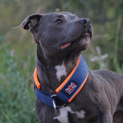 Staffordshire Bull Terrier 1935® Martingale Halsband - Mörkblå & Neonorange