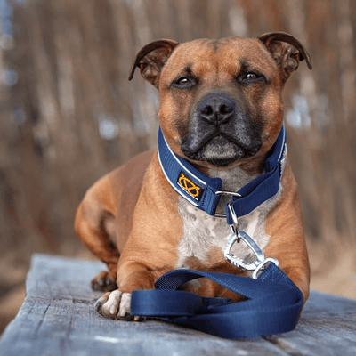 Martingale Half Choke Collar Staffordshire Bull Terrier 1935®