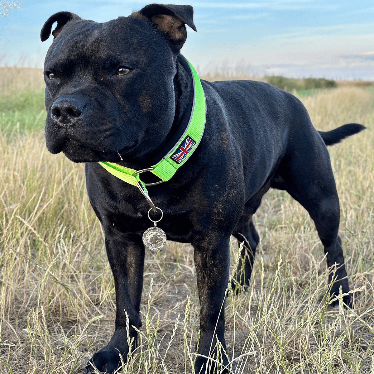 Martingale Collar Staffordshire Bull Terrier 1935®