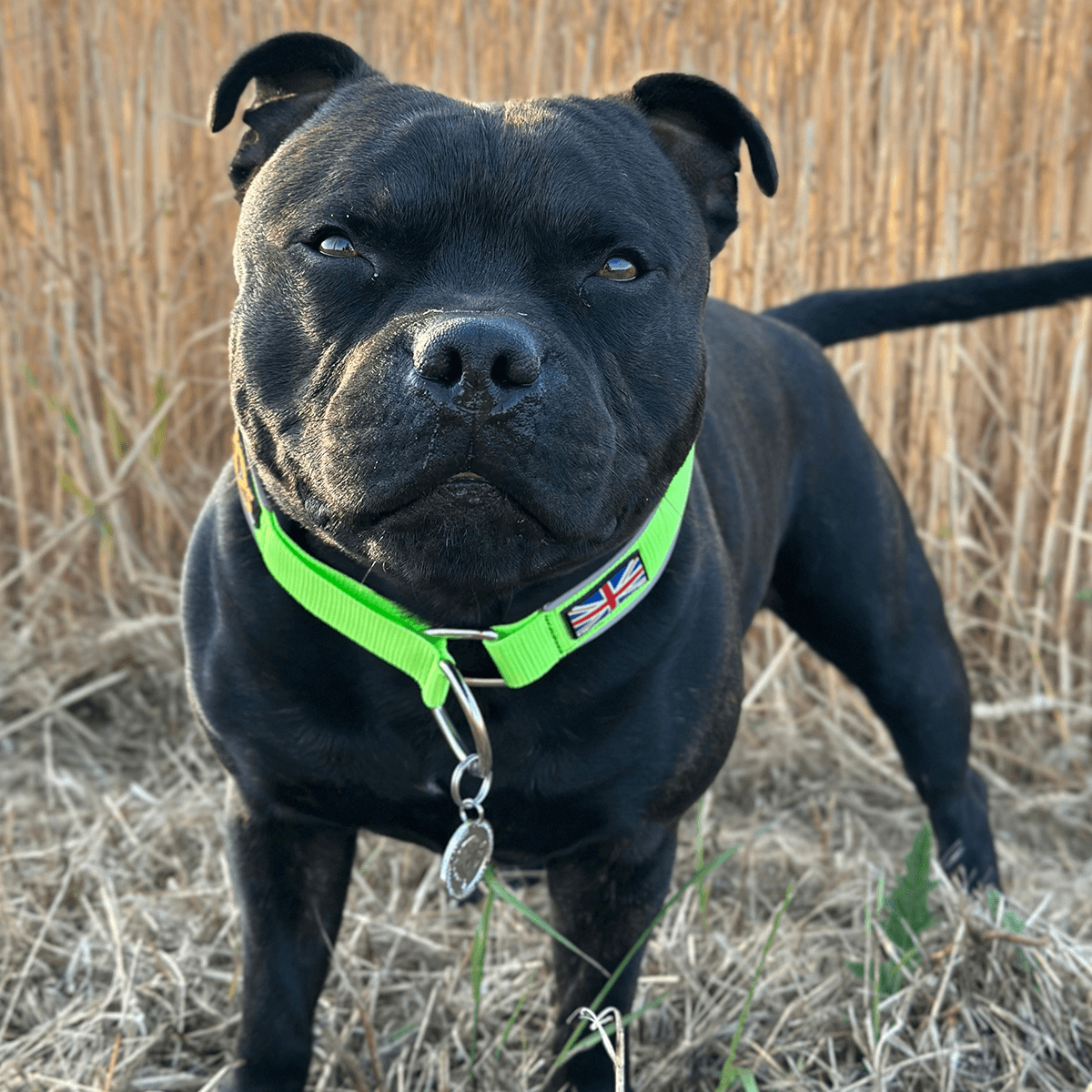 Martingale Collar Staffordshire Bull Terrier 1935®