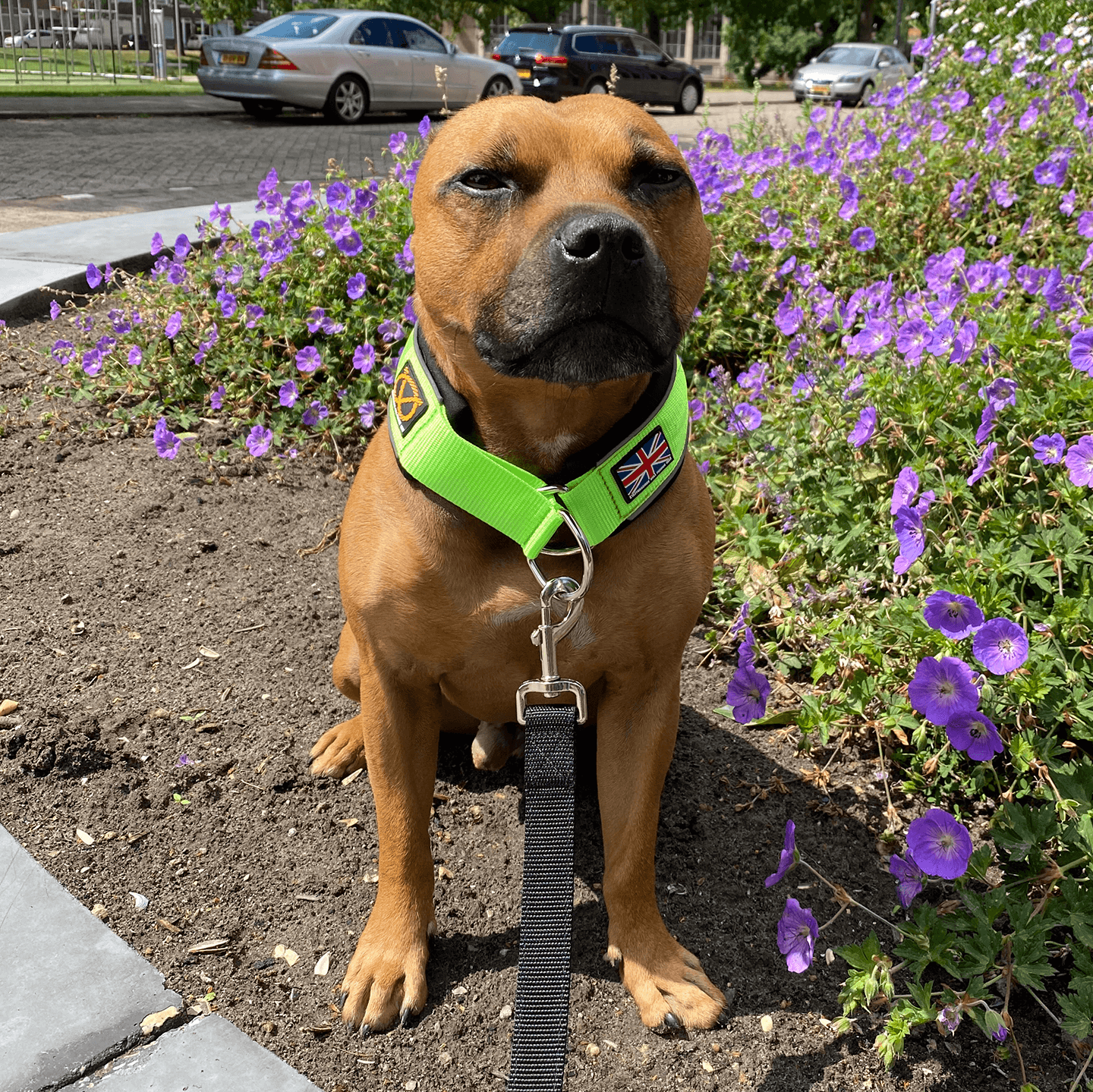 Martingale Collar Staffordshire Bull Terrier 1935®