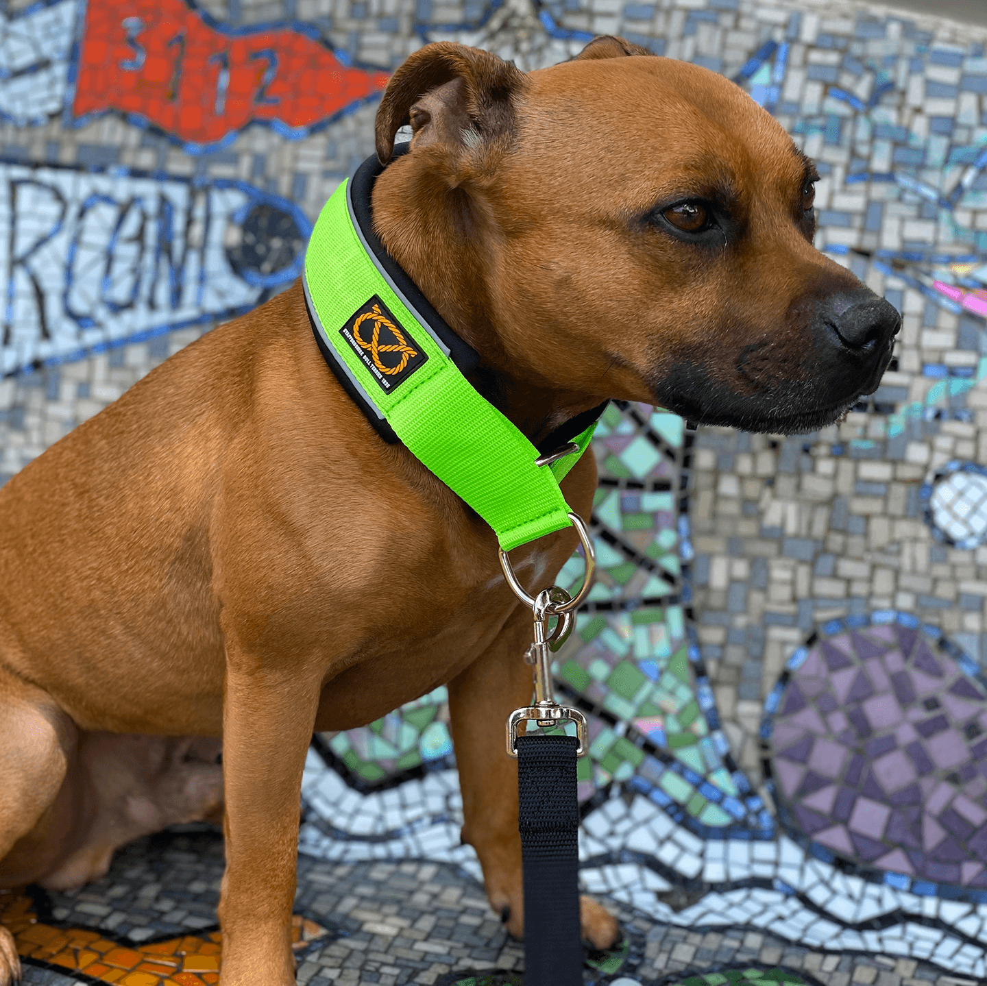 Martingale Collar Staffordshire Bull Terrier 1935®