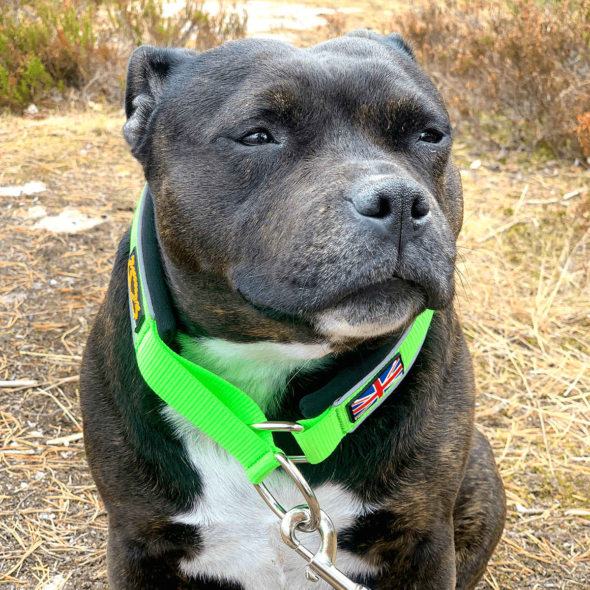 Martingale Collar Staffordshire Bull Terrier 1935®