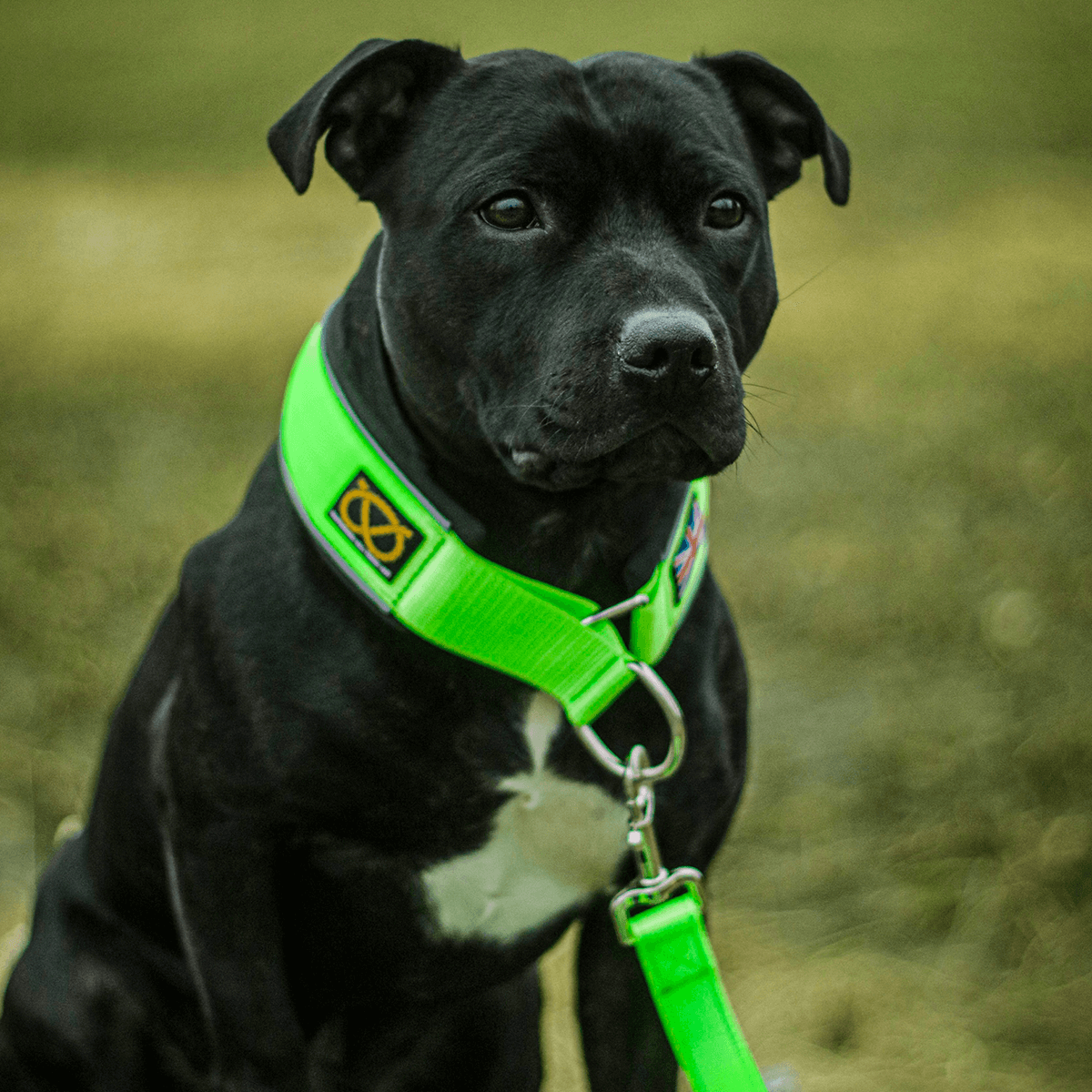 Martingale Collar Staffordshire Bull Terrier 1935®